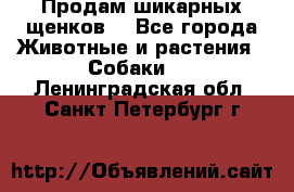 Продам шикарных щенков  - Все города Животные и растения » Собаки   . Ленинградская обл.,Санкт-Петербург г.